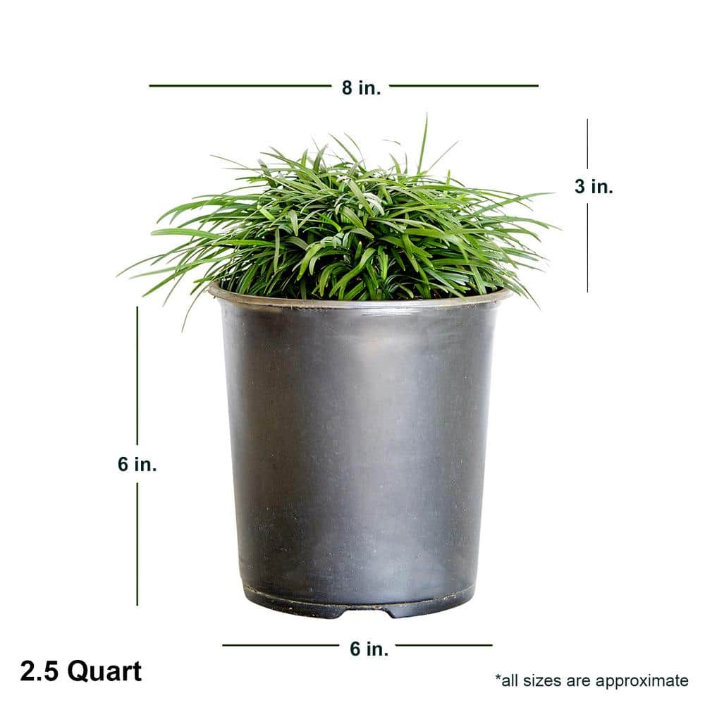 2.5 Qt. Dwarf Mondo Grass Groundcover – Groundcover Plant - Hercitys