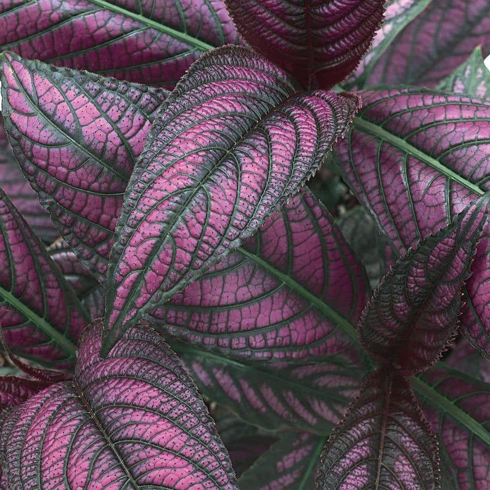 4.5 in. Qt. Persian Shield (Strobilanthes Dyerianus) Live Annual Plant with Purple Foliage - Hercitys