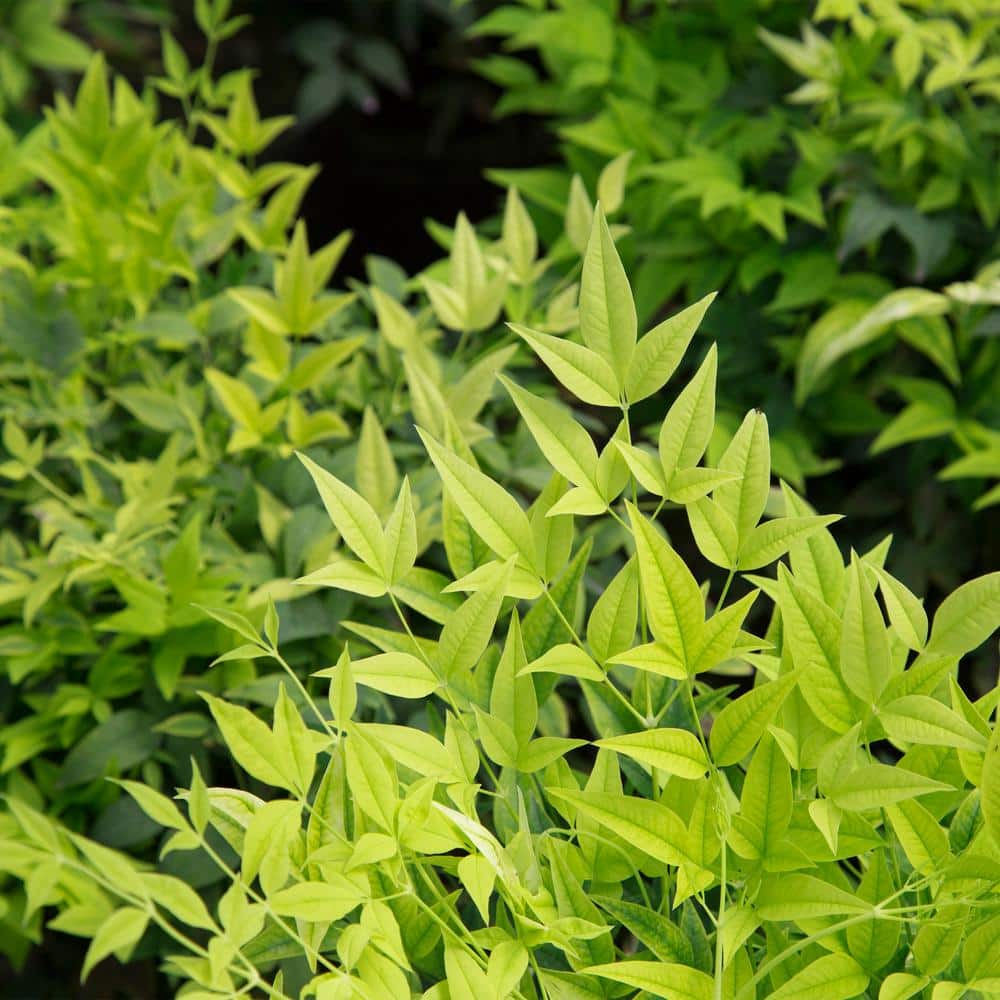 2 Gal. Lemon Lime Nandina Shrub with Lime Green Foliage - Hercitys