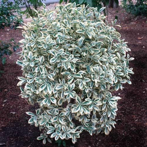 1 Gal. Silver Queen Euonymus Shrub With Silver Variegated Evergreen Foliage - Hercitys