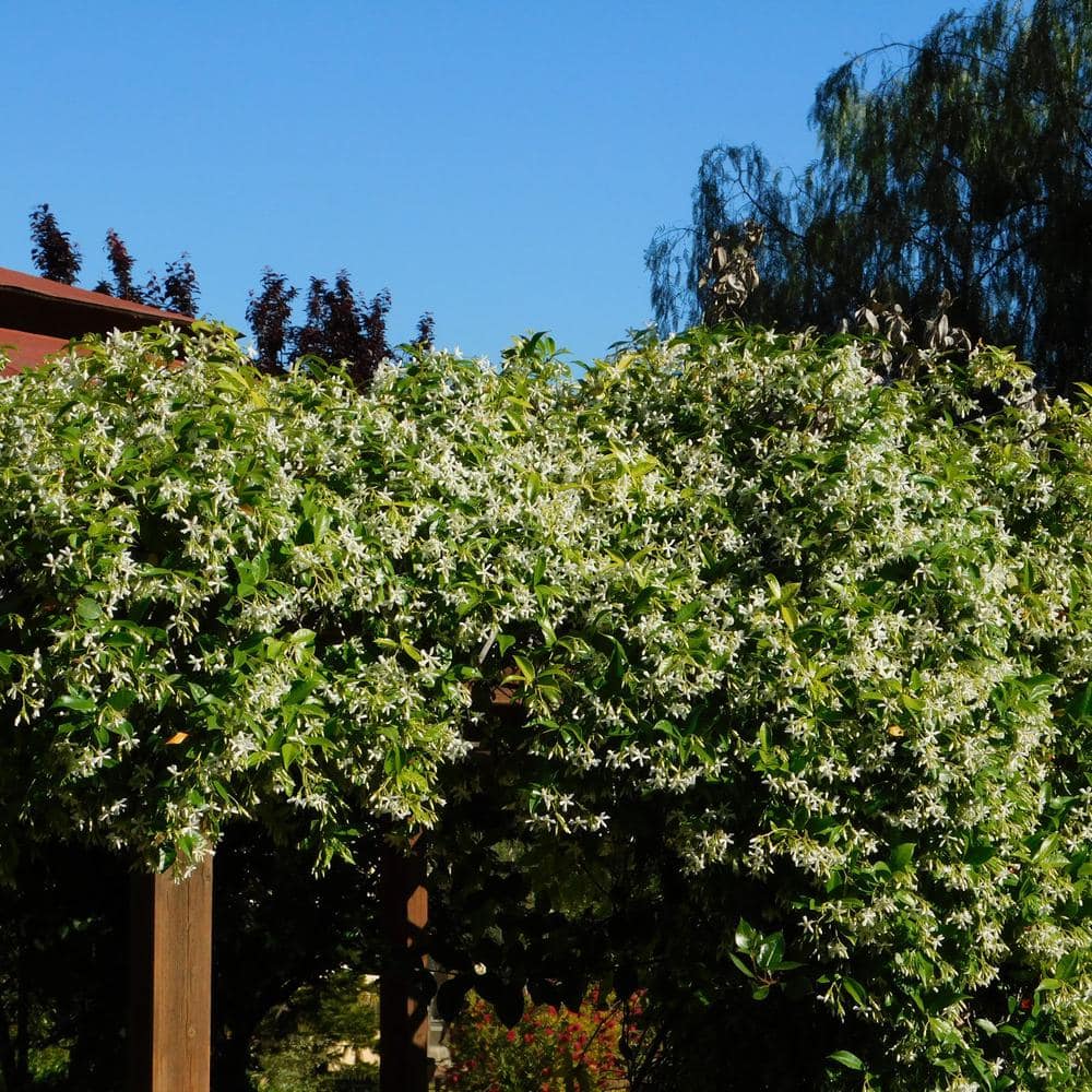 5 Gal. Staked Star Jasmine Evergreen Vine Plant - Hercitys