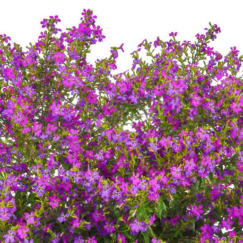 2.5 in. Cuphea Enchantia Purple Perennial Plant with Purple Flowers (3-Pack) - Hercitys