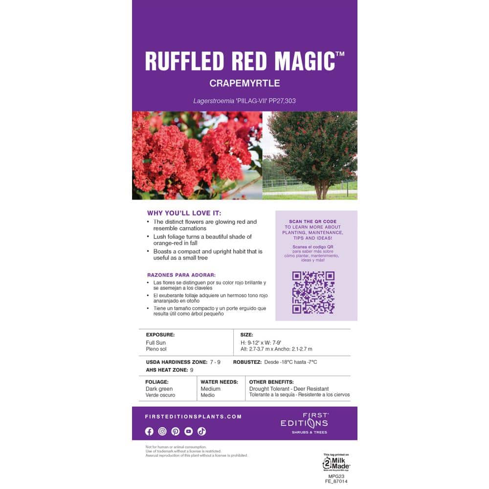 3 Gal. Ruffled Red Magic Crape Myrtle Flowering Shrub with Red Flowers - Hercitys