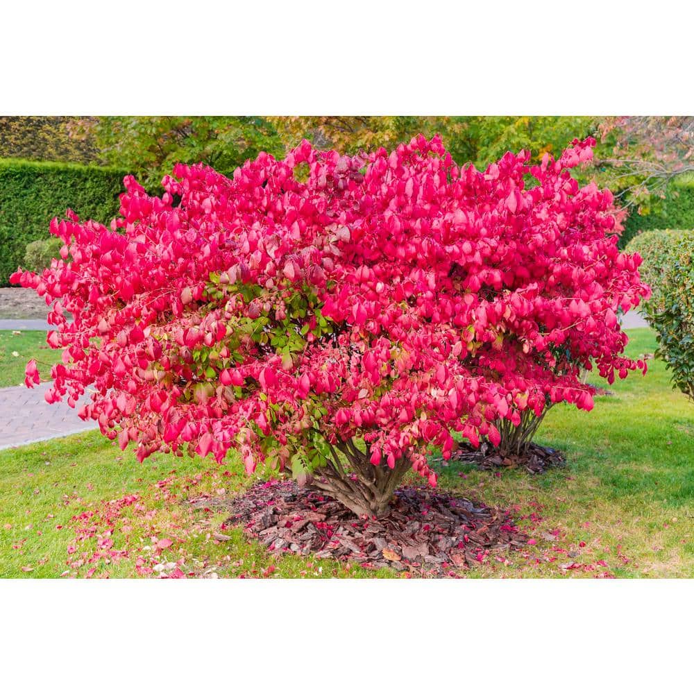 1 Gal. Dwarf Burning Bush Shrub (2-Pack) - Hercitys