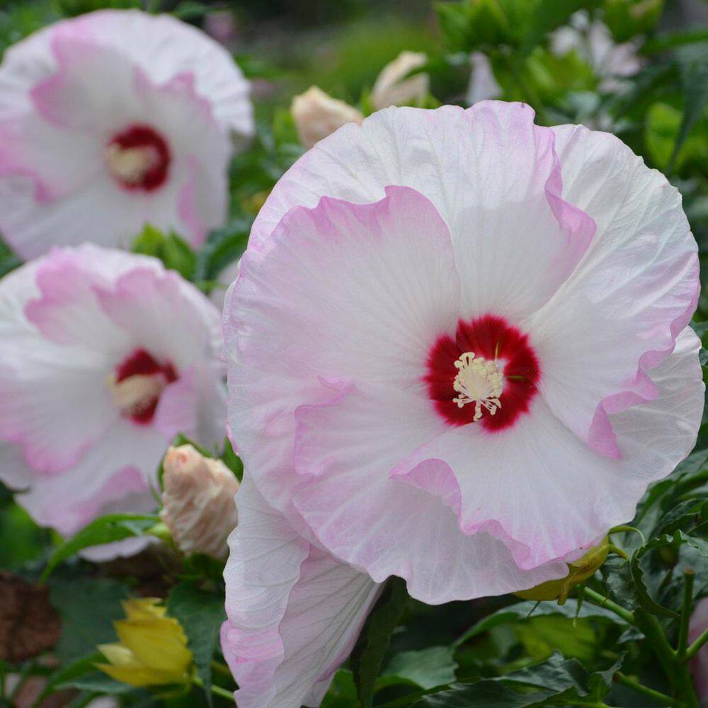 2 Gal. Summerific Ballet Slippers Rose Mallow (Hibiscus Hybrid) Live Perennial Plant with White Flowers - Hercitys