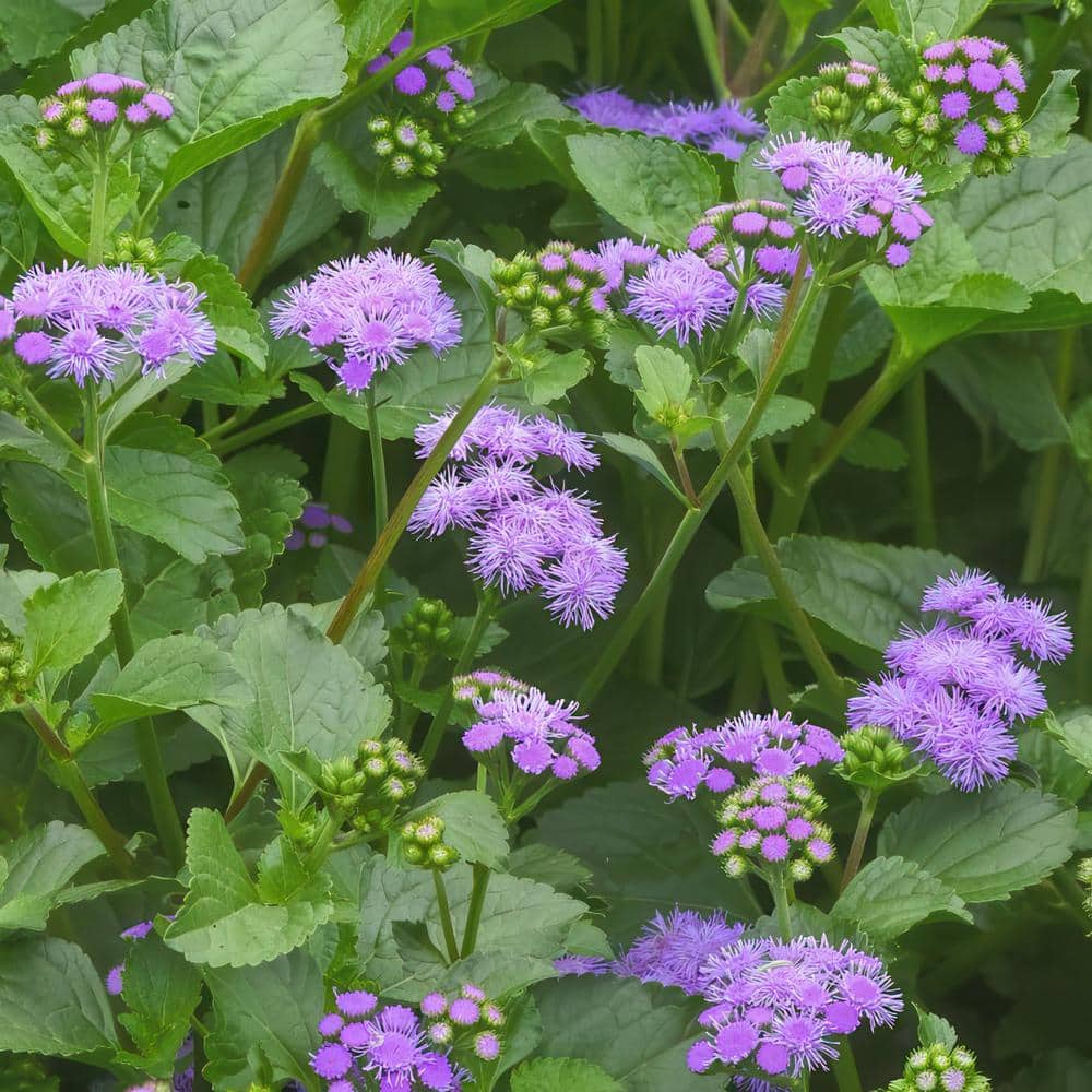 3.25 in. Ageratum Monarch Magic Floss Flower Perennial Plant with Purple Flowers (3-Pack) - Hercitys