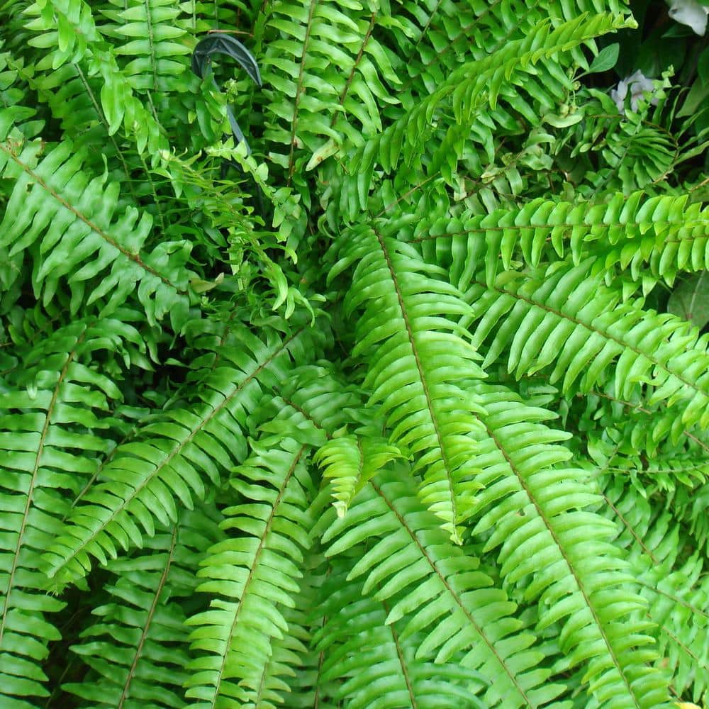 10 in. Boston Fern Nephrolepis Exaltata Annual Plant Hanging Basket (1-Pack) - Hercitys