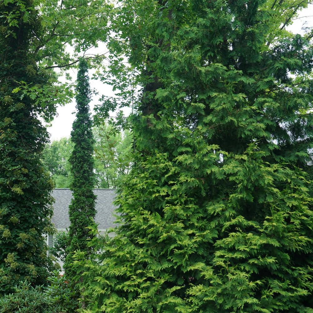 2 Gal. Arborvitae Sting Evergreen Shrub - Hercitys