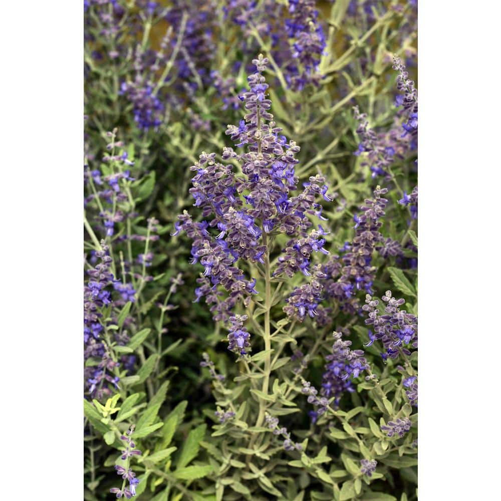 2.5 qt. Perovskia Atriplicifolia Sage Perennial (4-Pack) - Hercitys