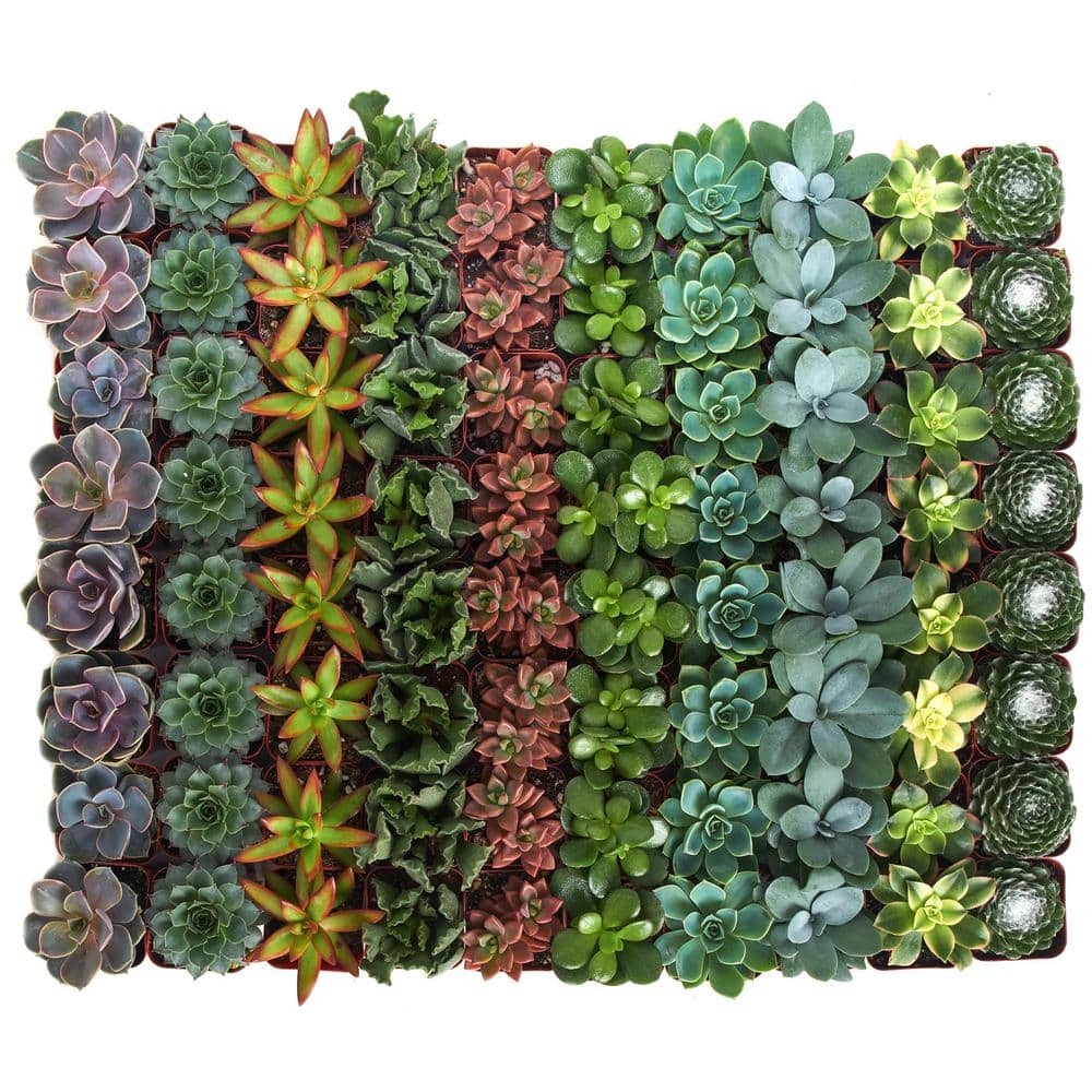 2 in. Assorted Succulent (Collection of 64) - Hercitys