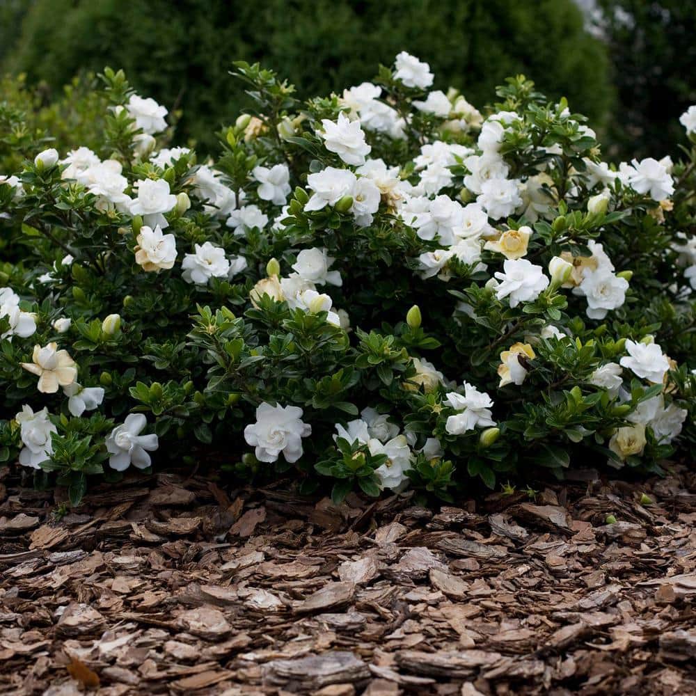 2.5 Qt. August Beauty Gardenia Shrub with Double White Flowers and Green Foliage - Hercitys