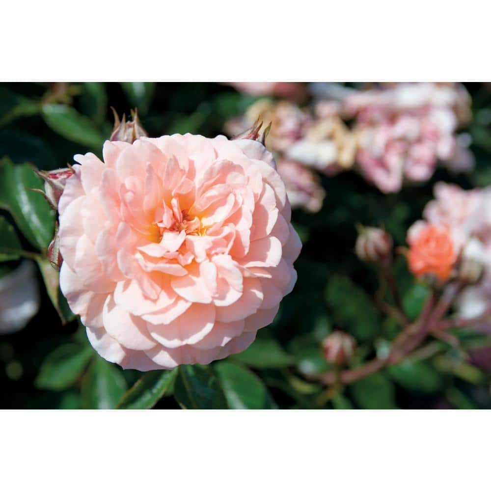 1 Gal. Apricot Drift Rose Bush with Orange Flowers - Hercitys