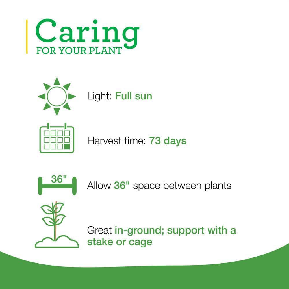 19 oz. Big Beef Tomato Plant (2-Pack) - Hercitys