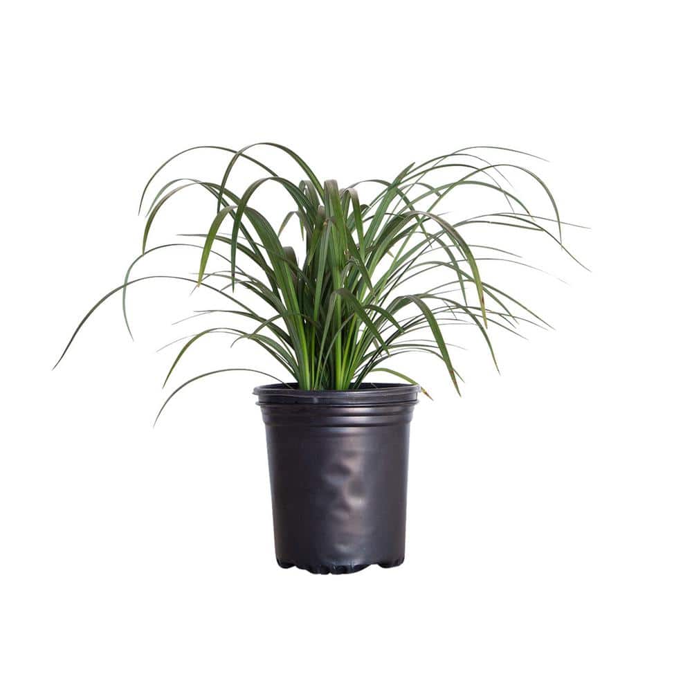 2.5 Qt. Super Blue Lily Turf (Liriope) Grass with Violet Purple Flower Spikes in Summer - Hercitys