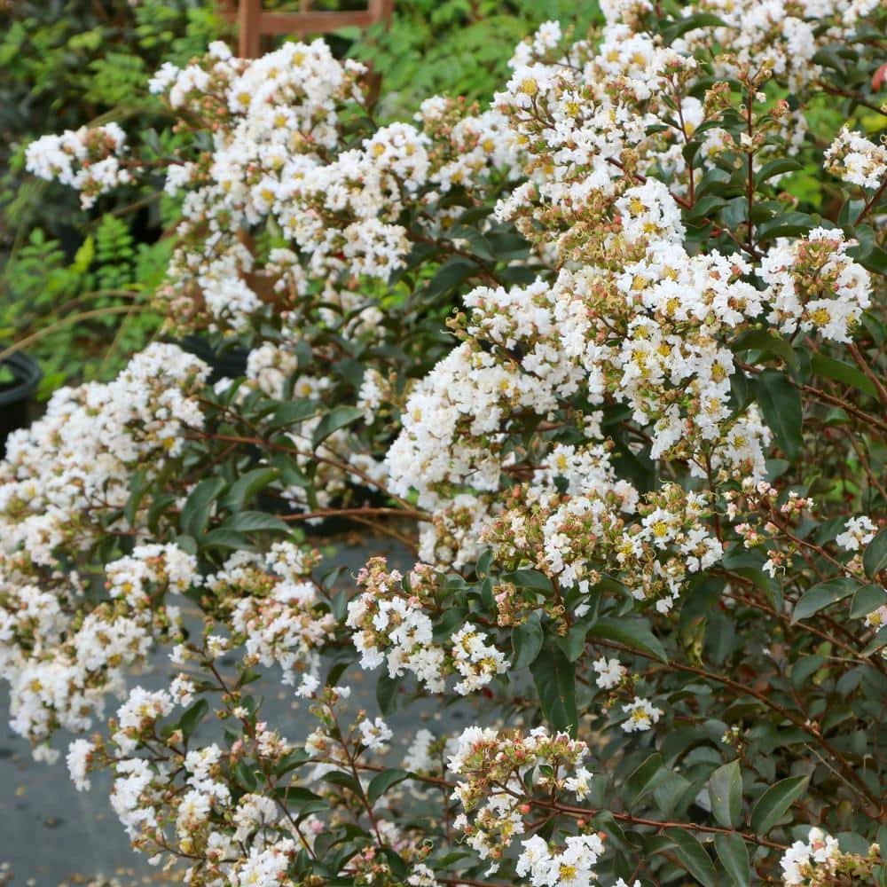 3 gal. Crape Myrtle Natchez Shrub with White Flowers - Hercitys