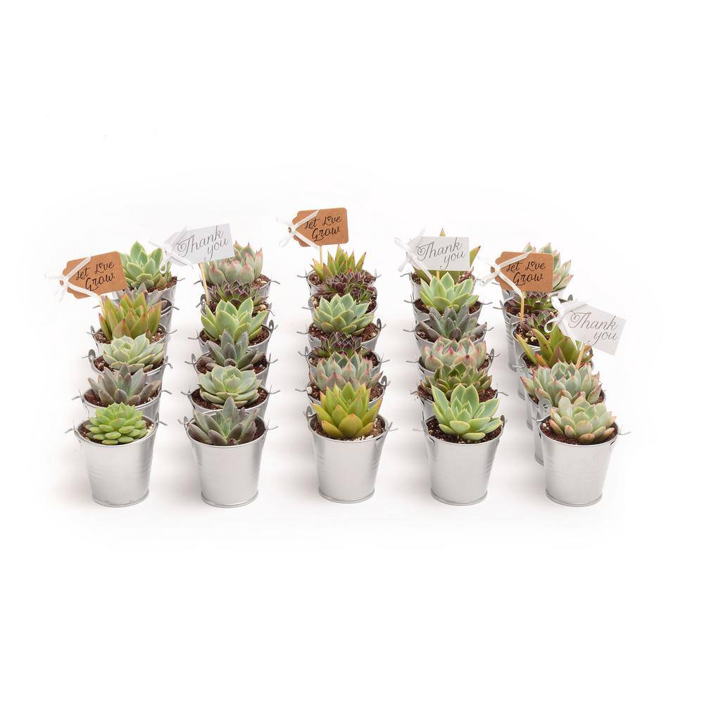 2 in. Wedding Event Rosette Succulents Plant with Silver Metal Pails and Let Love Grow Tags (30-Pack) - Hercitys