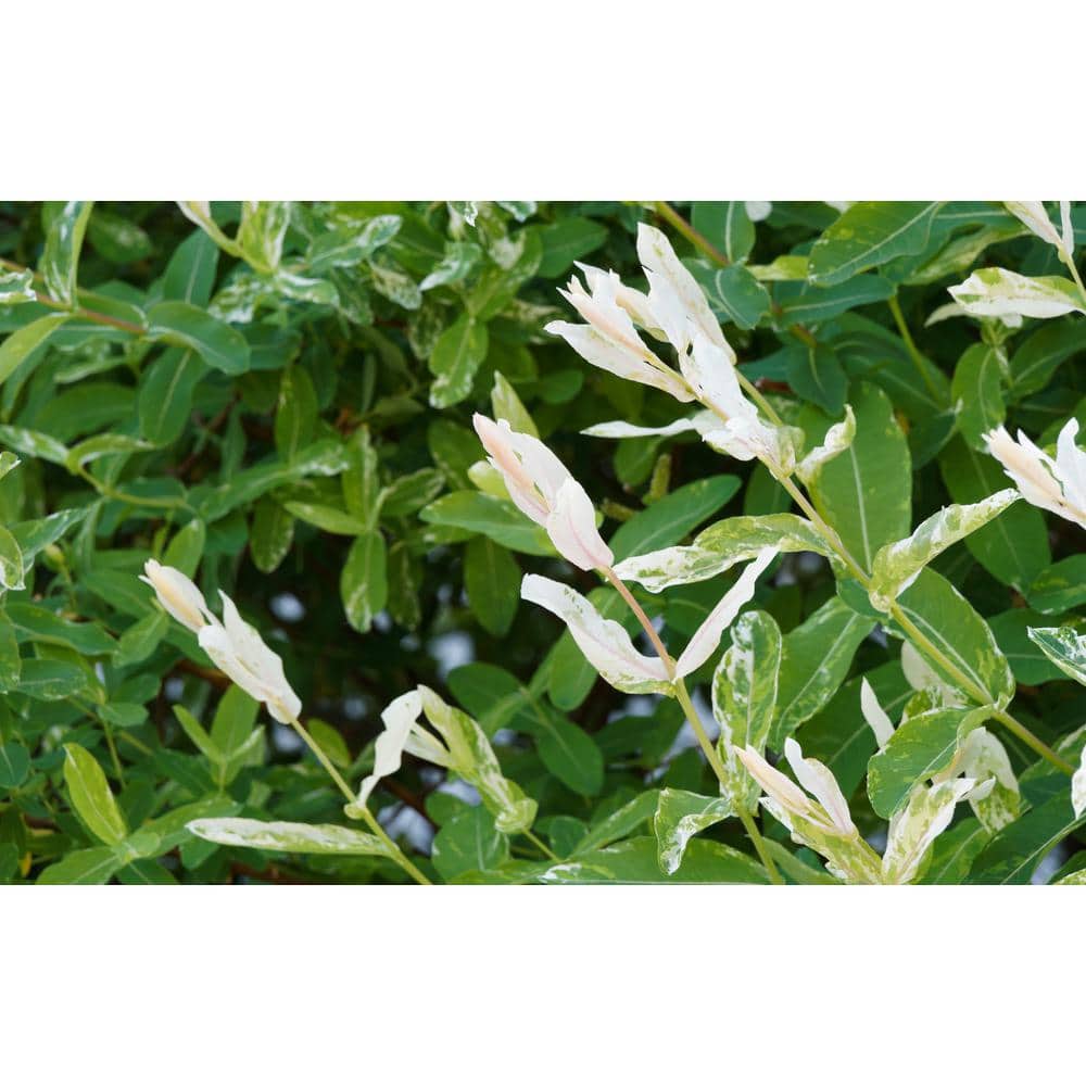3 Gal. Hakuro Nishiki Dappled Willow (Salix integra), Live Shrub Tree - Hercitys