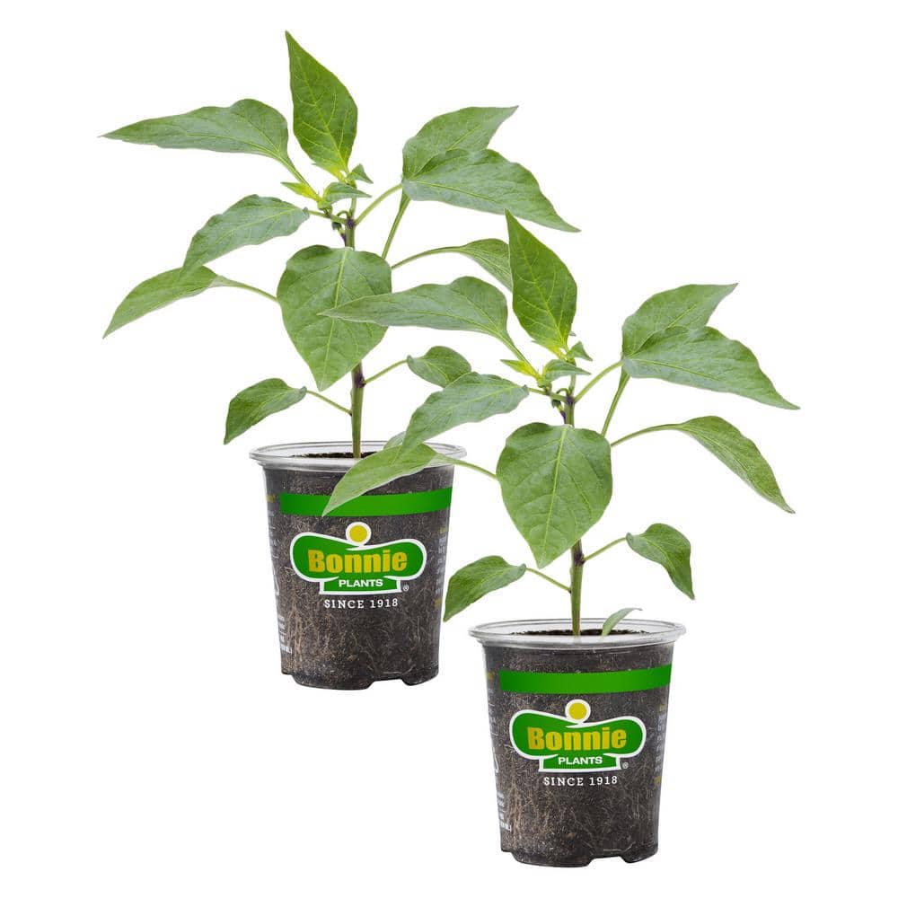 19 oz. Red Ghost Super Hot Pepper Plant (2-Pack) - Hercitys