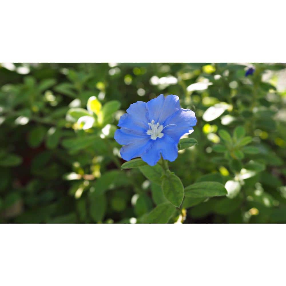 4 in. Beach Bum Blue Evolvulus Glomeratus Perennial Plant with Blue Flowers (3-Pack) - Hercitys