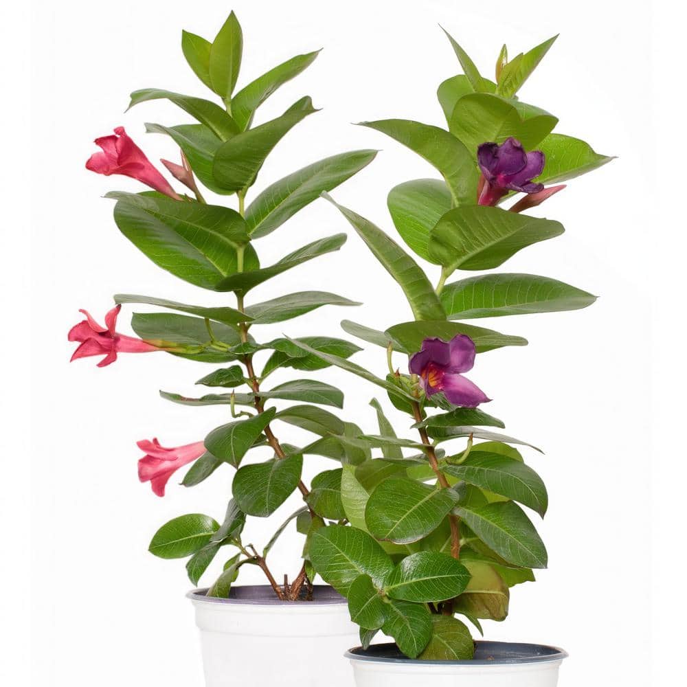 4 in. Mandevilla Blue and Pink Summer Trio Annual Plant with Blue and Pink Flowers (4-Pack) - Hercitys