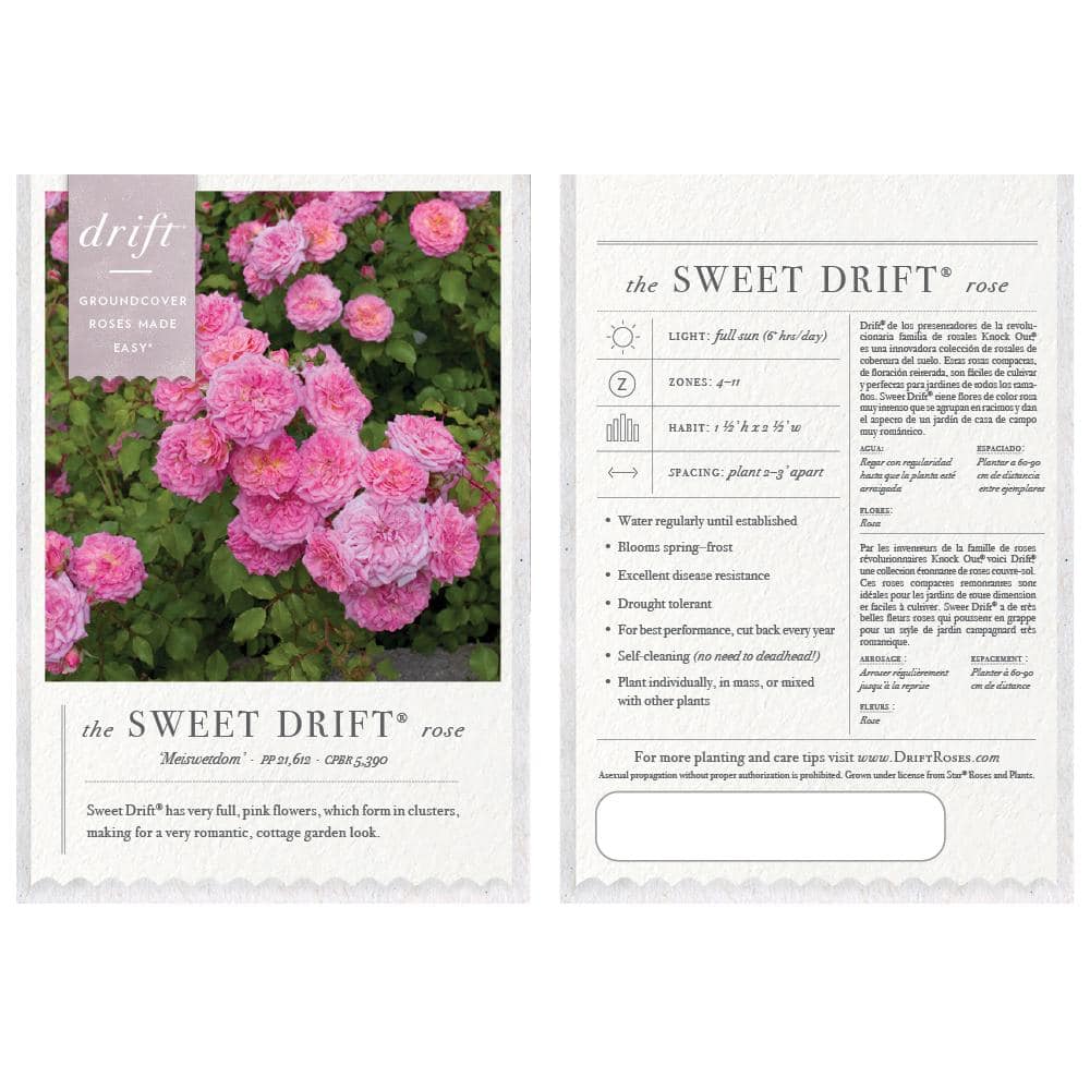 2 Gal. Sweet Drift Rose Bush with Pink Flowers - Hercitys