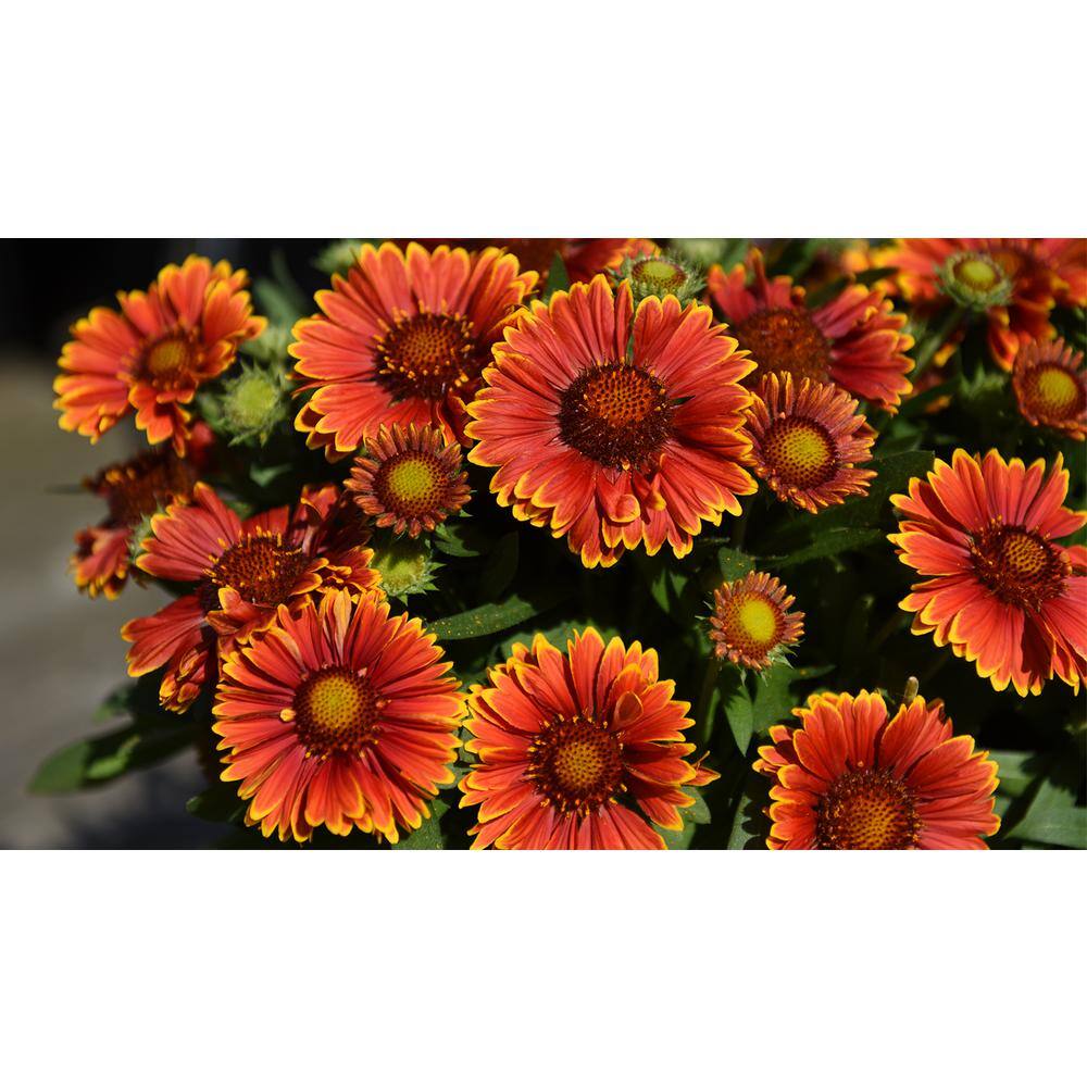 2.5 qt. Gaillardia Yellow Plant Touch in Grower’s Pot (2-Packs) - Hercitys