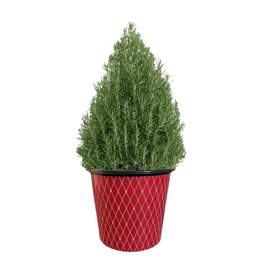 2 Gal. Rosemary Evergreen Holiday Plant in Decorative Red Pot with Pale Blue to White Flowers - Hercitys