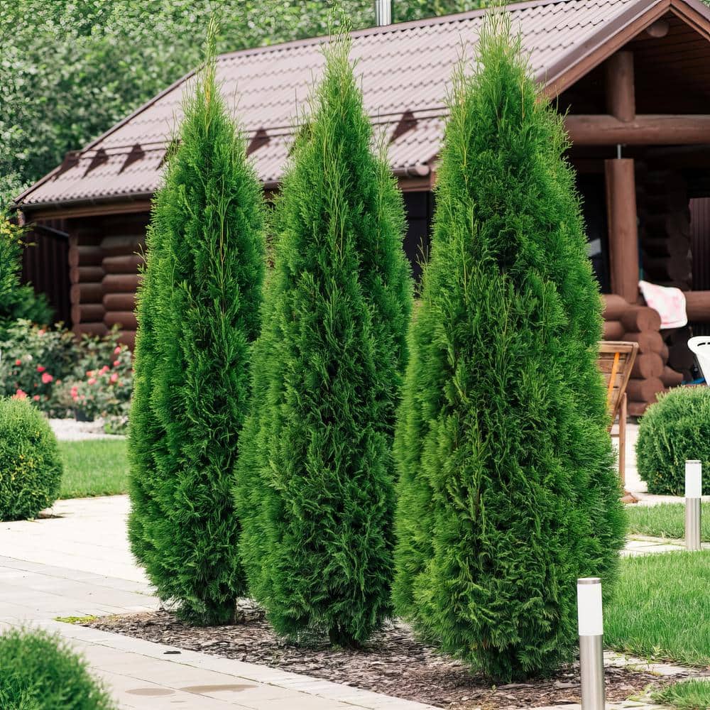 2.25 Gal. Arborvitae Green Giant Shrub - Hercitys