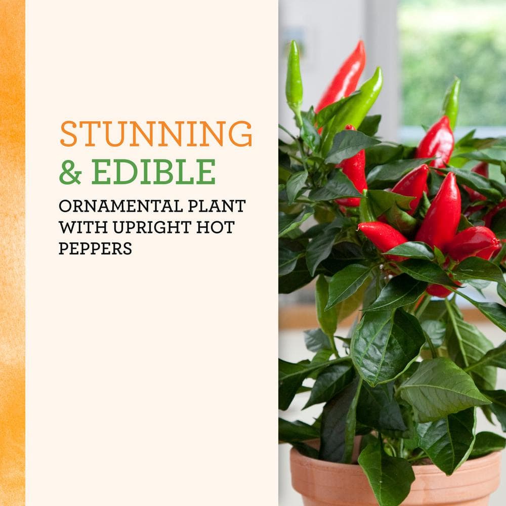 25 oz. Hot Burrito Pepper Plant (2-Pack) - Hercitys