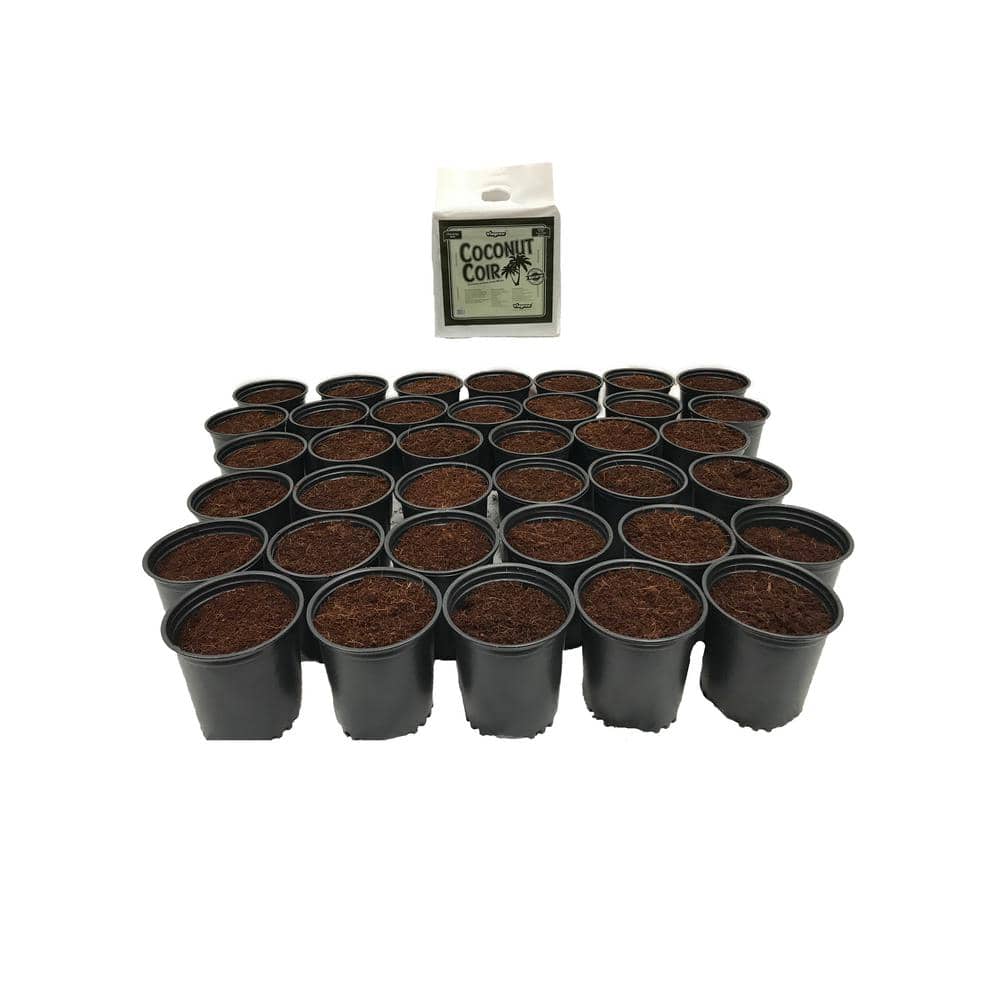 2 Qt. Plastic Nursery Trade Pots with Coconut Coir Growing Media (50-Pack) - Hercitys