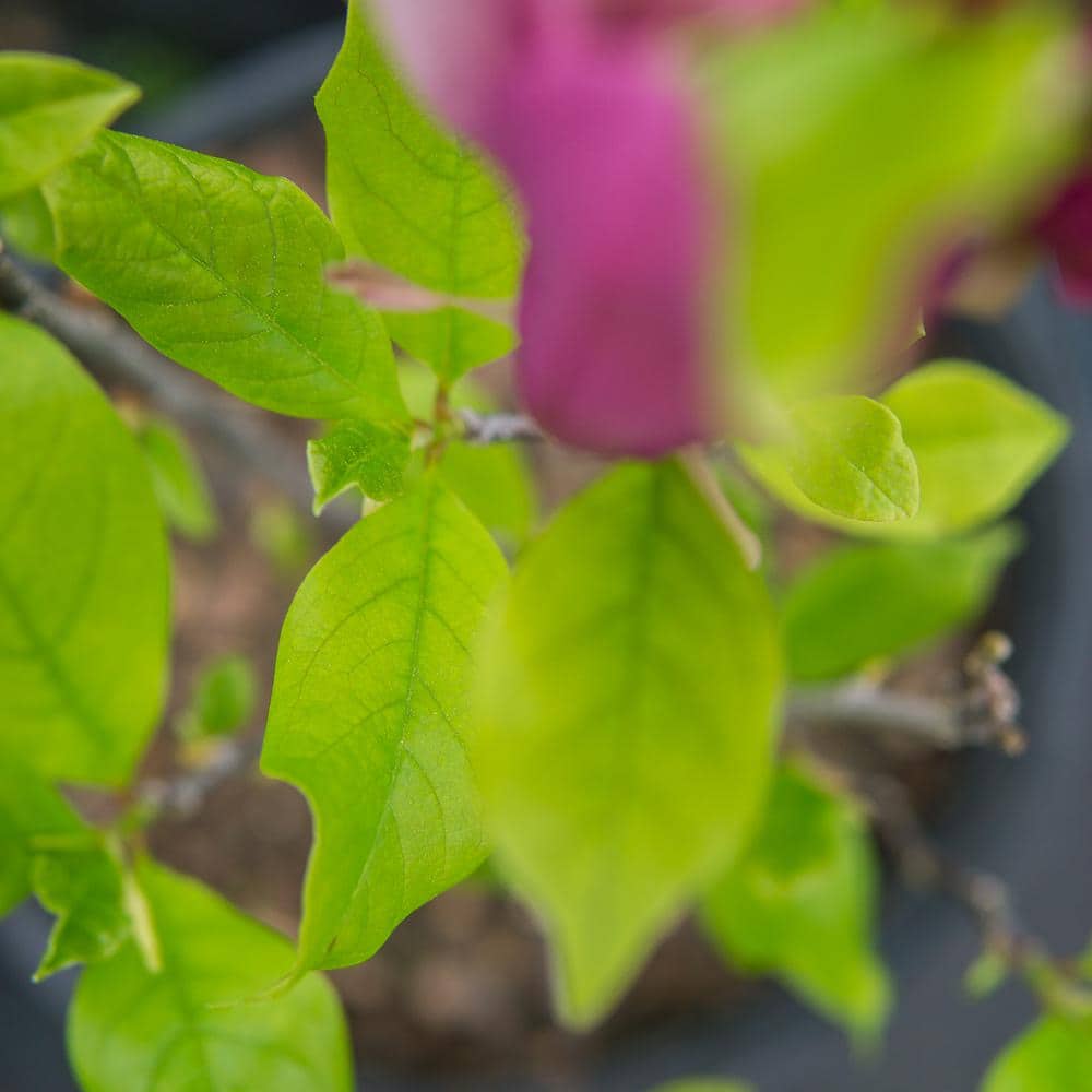 3 Gal. Jane Magnolia (2-Pack) - Hercitys