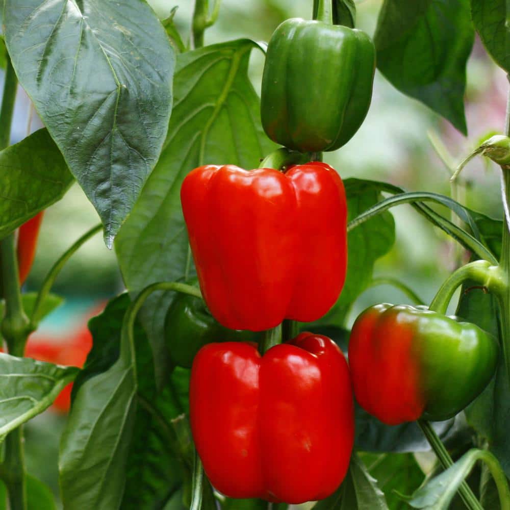 19 oz. Sweet Red Bell Pepper Plant (2-Pack) - Hercitys