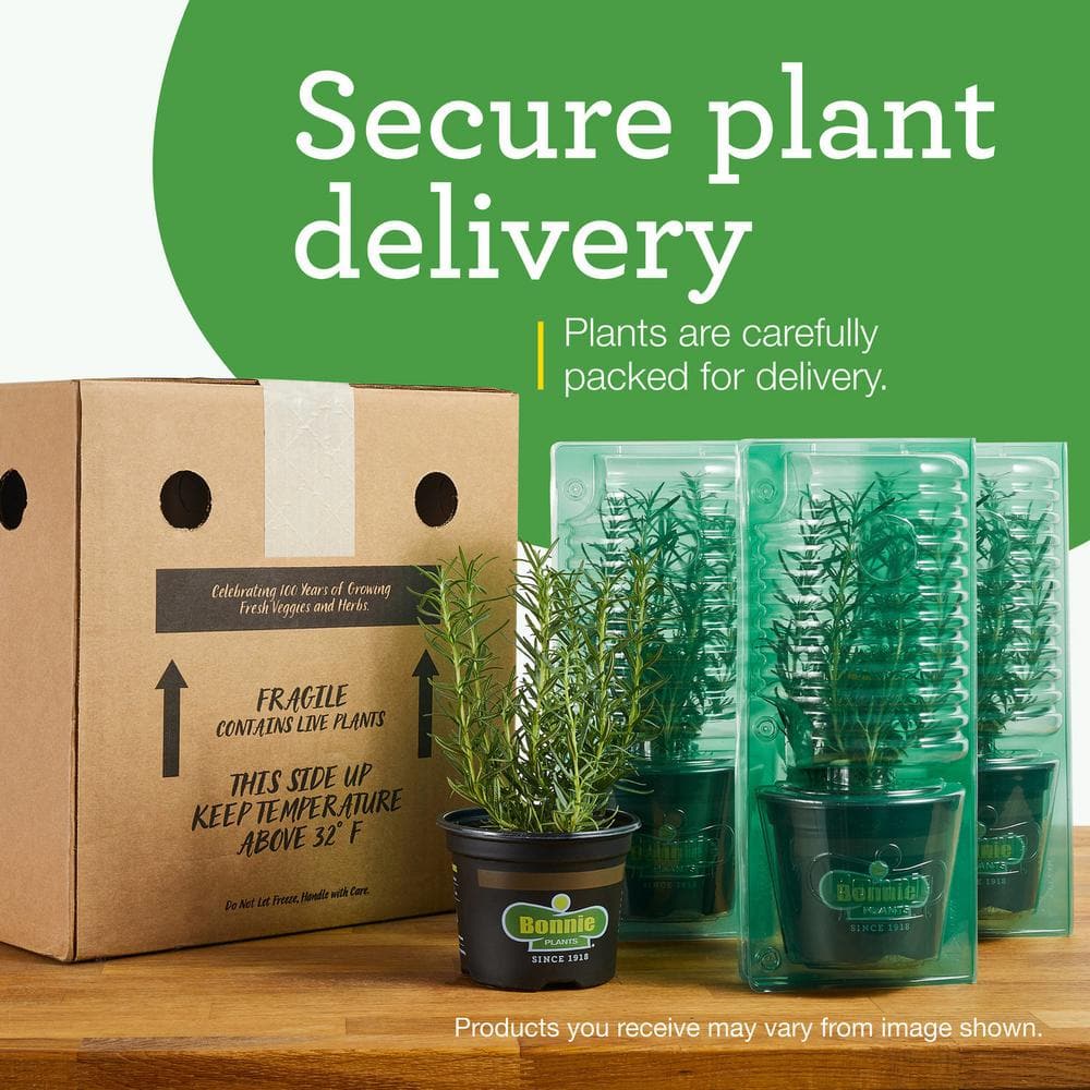 19 oz. Cilantro Herb Plant (2-Pack) - Hercitys