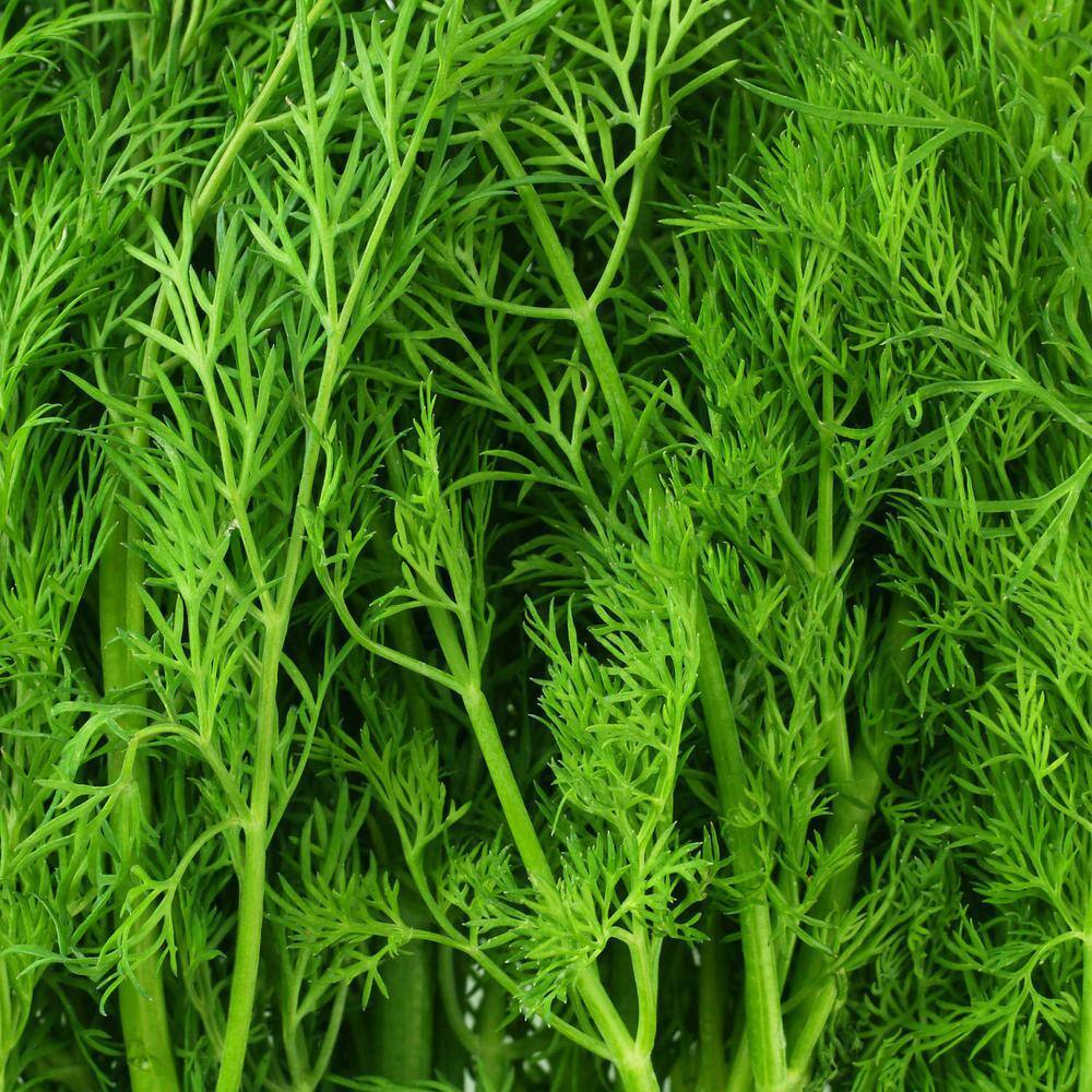 19 oz. Dill Herb Plant (2-Pack) - Hercitys