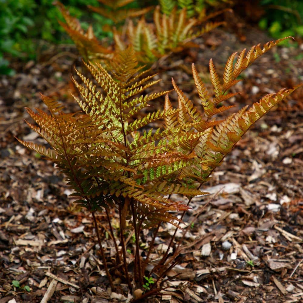 2.5 in. Autumn Fern Perennial Plant (3-Pack) - Hercitys