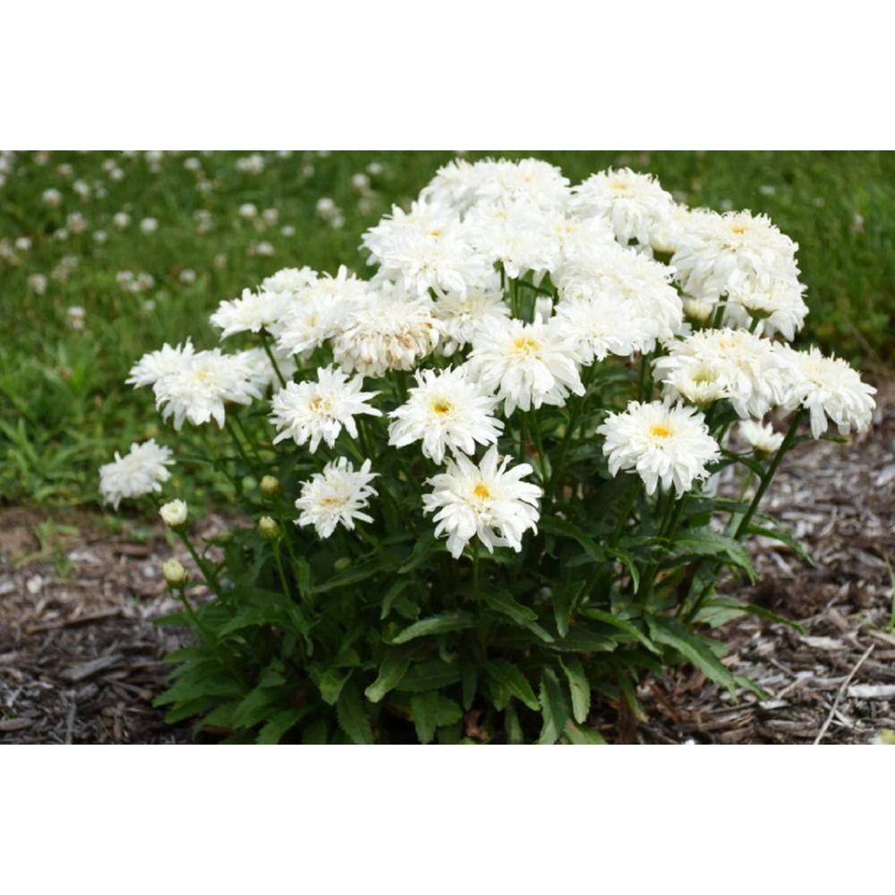 4.5 in. Qt., Amazing Daisies Marshmallow (Leucanthemum) Live Plant, White Flowers - Hercitys