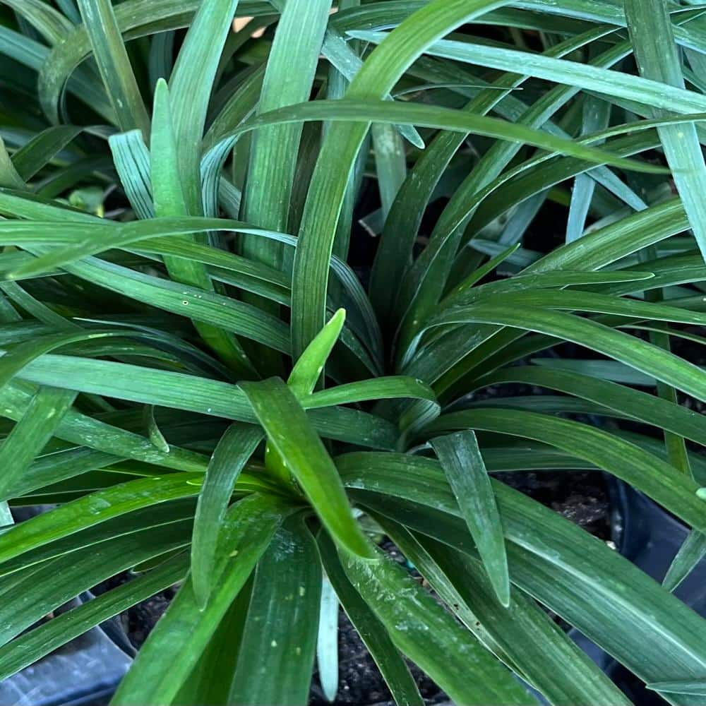 1 gal. Big Blue Lily Turf Plant - Hercitys