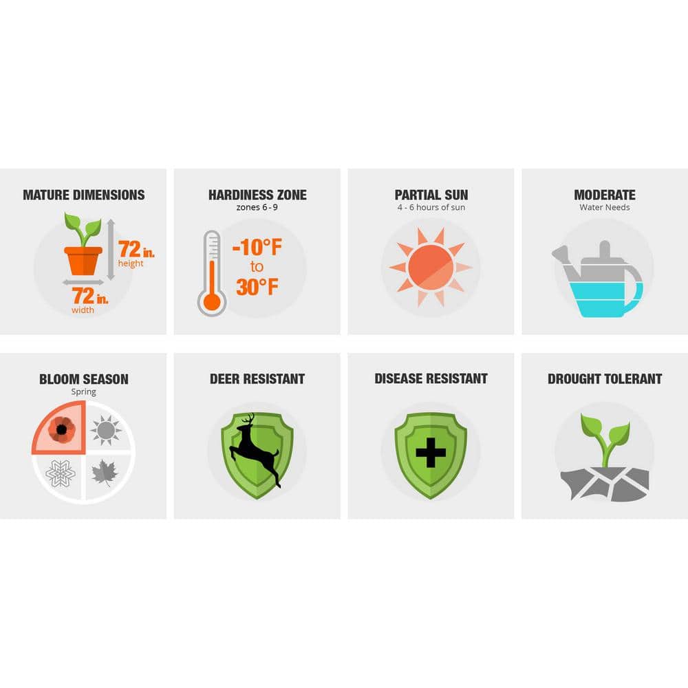 2.5 Qt. Compacta Japanese Holly(Ilex), Live Evergreen Shrub - Hercitys