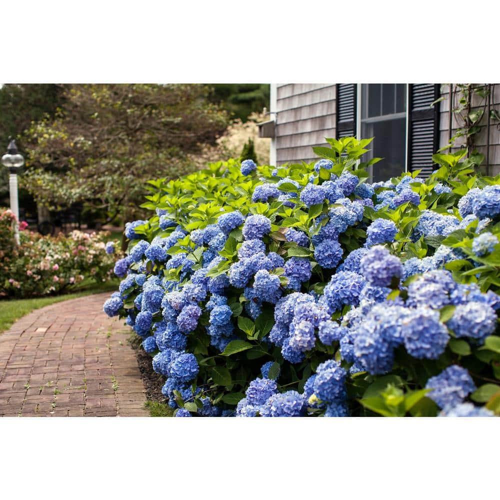 #3 Container Endless Summer Hydrangea Flowering Shrub Single Plant - Hercitys