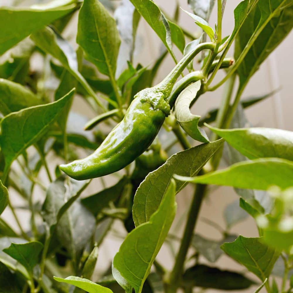 2.5 in. Chile Pepper Shishito Plant (3-Pack) - Hercitys