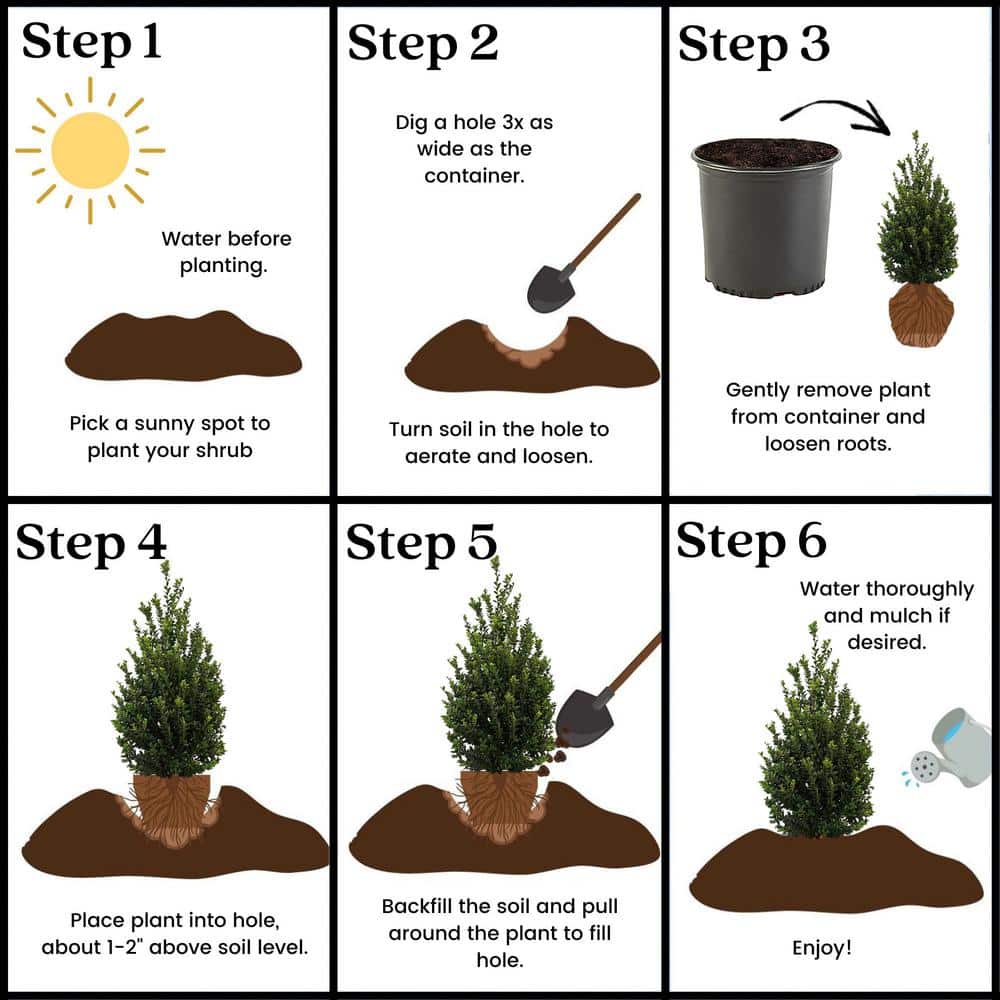 2.25 Gal. Steeds Upright Japanese Holly Plant with Dark Green Foliage - Hercitys