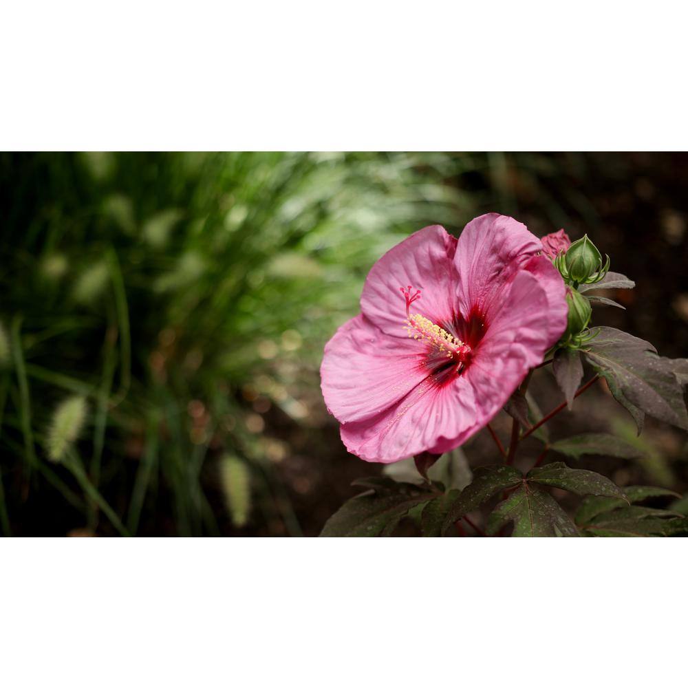 2 Gal. Summerific ‘Berry Awesome’ Rose Mallow (Hibiscus Hybrid), Live Perennial Plant, with Pink Flowers - Hercitys