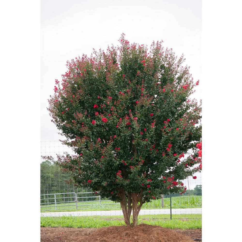 3 Gal. Ruffled Red Magic Crape Myrtle Flowering Shrub with Red Flowers - Hercitys