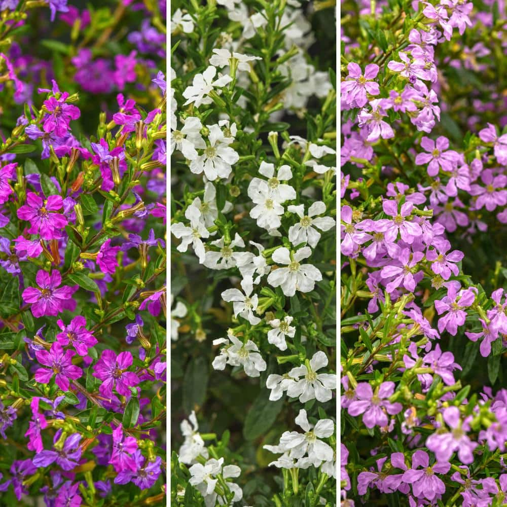 2.5 in. Cuphea Enchantia Hawaiian Heather Perennial Plant with Multicolor Flowers (6-Pack) - Hercitys