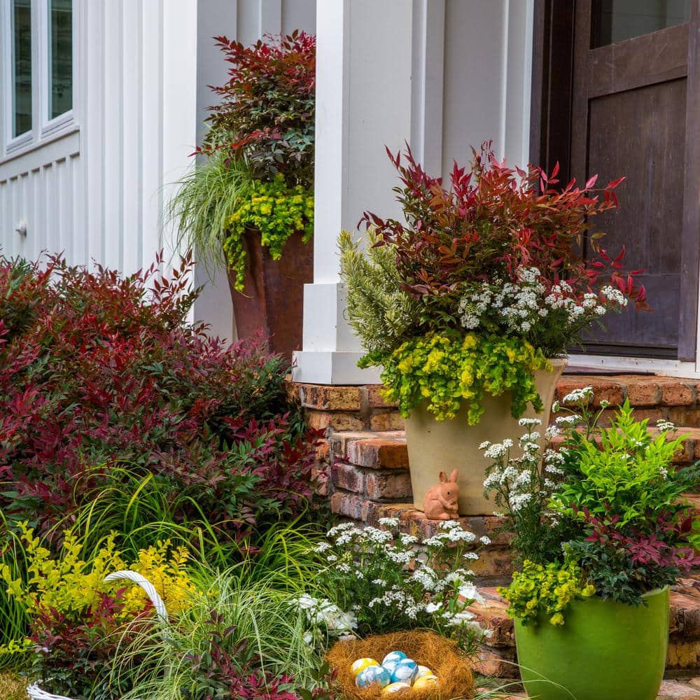 2 Gal. Obsession Nandina Shrub with Bright Red Foliage - Hercitys