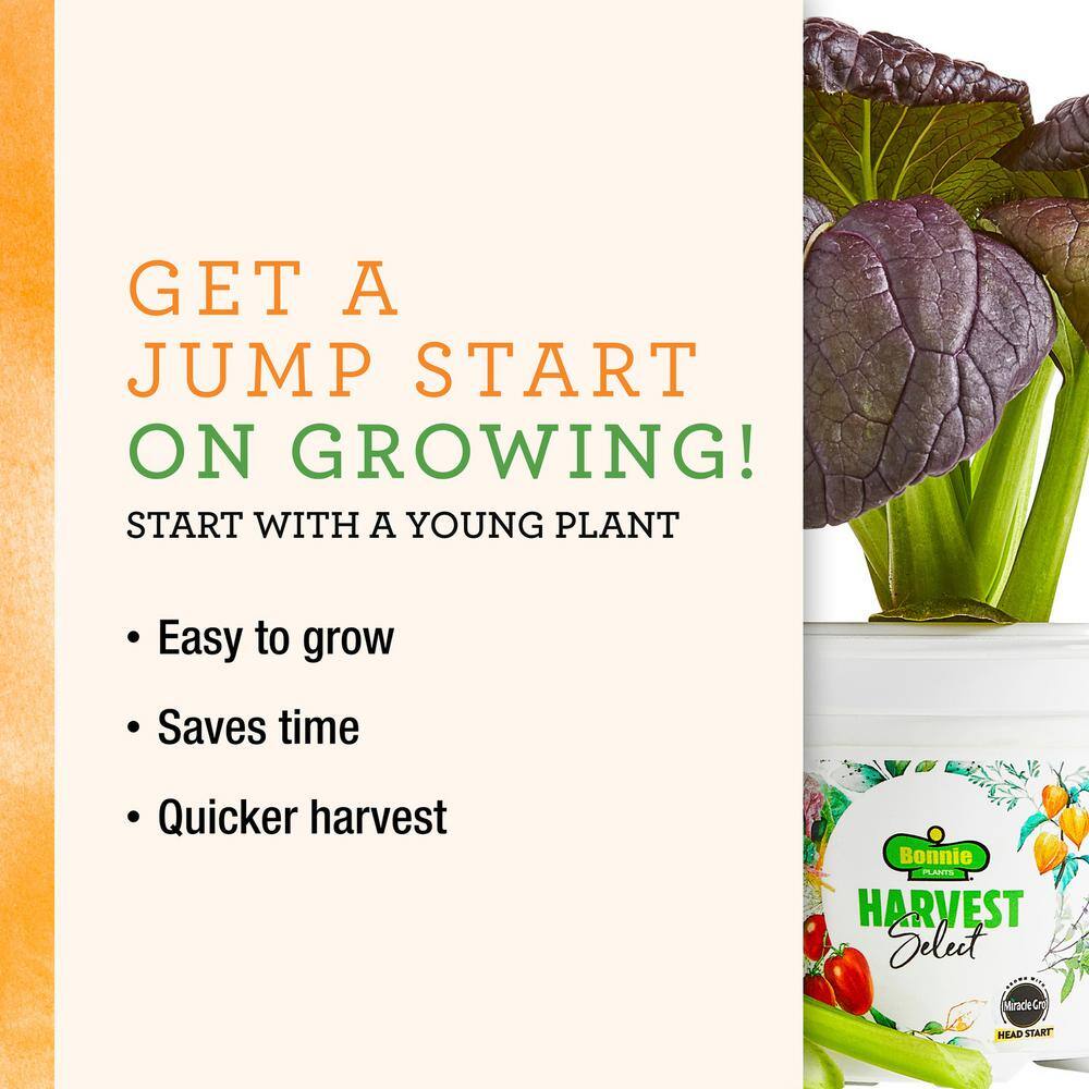 25 oz. Hot Burrito Pepper Plant (2-Pack) - Hercitys