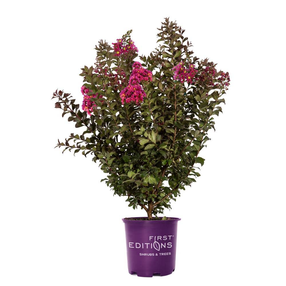 2 Gal. Plum Magic Crape Myrtle Flowering Shrub with Fuschia Pink Flowers - Hercitys