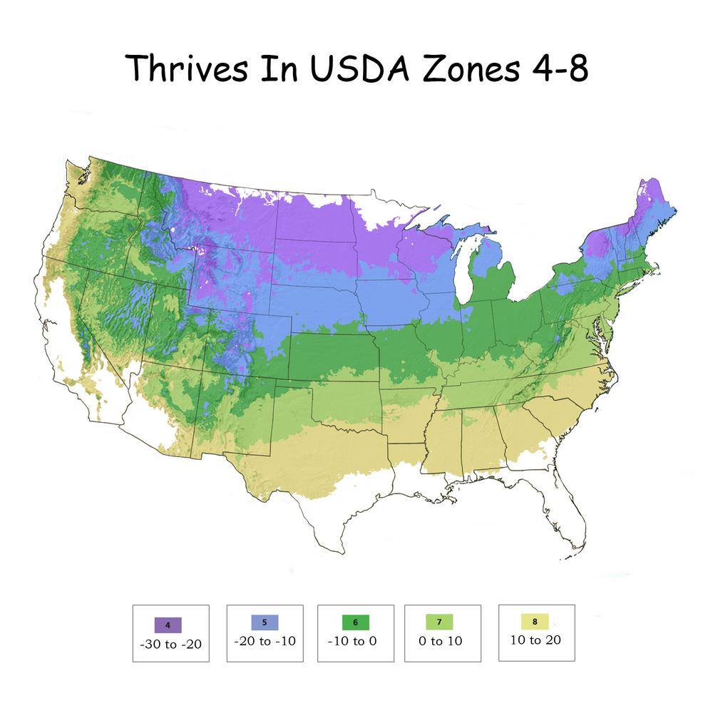 2 Gal. Sunjoy Mini Maroon Barberry Plant with Deep Purple-Red Foliage - Hercitys