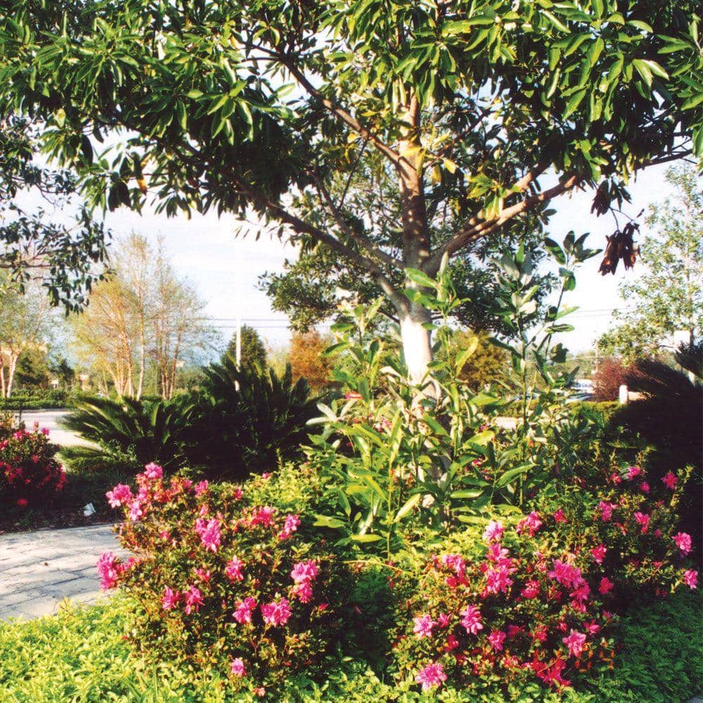 3 Gal. Autumn Amethyst Shrub with Small Magenta Purple Reblooming Flowers - Hercitys