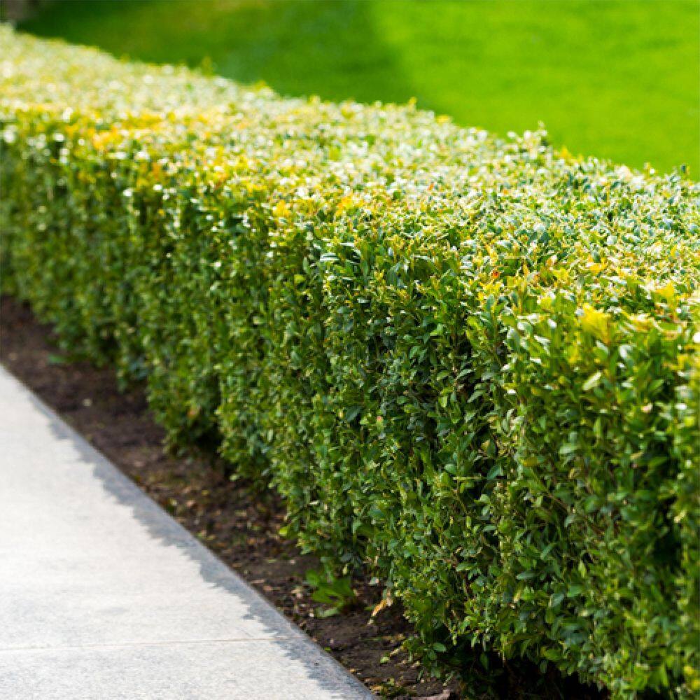 16 lbs. Evergreen, Azalea and Rhododendron Fertilizer 10-5-4 - Hercitys